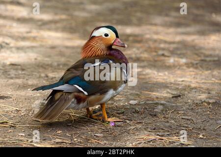 Vue rapprochée d'un canard mandarin reposant sur un sol forestier dans le Bois de Vincennes à Paris, France. Banque D'Images