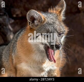 Le renard gris, Urocyon cinereoargenteus, le seul membre de la famille canine à pouvoir grimper sur les arbres. Banque D'Images