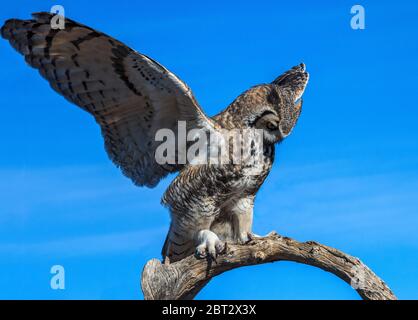 La grande chouette à cornes (Bubo virginianus) est la chouette la plus lourde en Amérique centrale et du Sud et la deuxième en Amérique du Nord Banque D'Images
