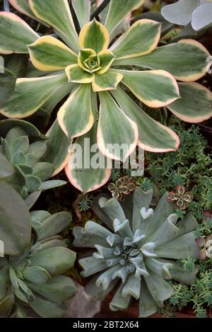 Aeonium, Echeveria, succulentes en gros plan Banque D'Images