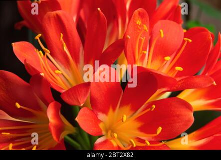 Clivia miniata, Kafir Lily, macro, fleur Banque D'Images