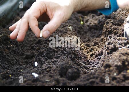 Épandage manuel des graines de haricots dans le sol. Jardinage à la maison au printemps. Bio et écologie culture alimentaire. Banque D'Images