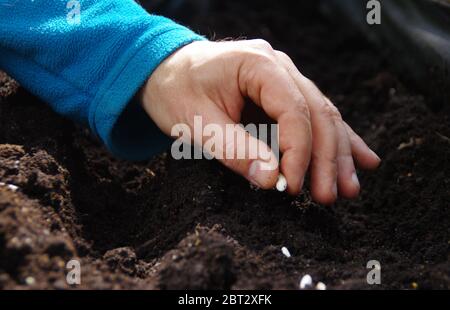 Épandage manuel des graines de haricots dans le sol. Jardinage à la maison au printemps. Bio et écologie culture alimentaire. Banque D'Images