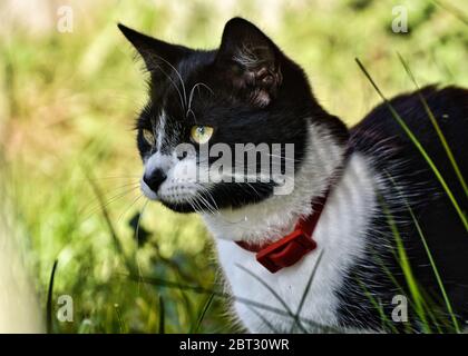Portrait de chat noir et blanc. Banque D'Images