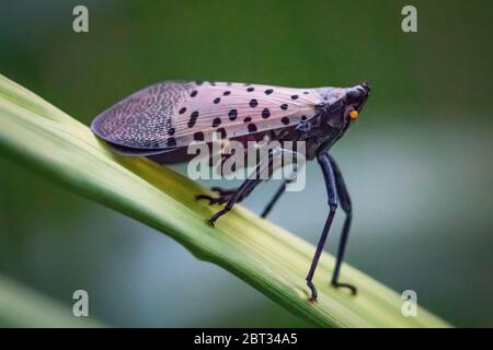 Une lanternfly à pois semble prête à bondir Banque D'Images