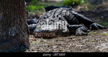 Un alligator dans les Everglades, en Floride Banque D'Images