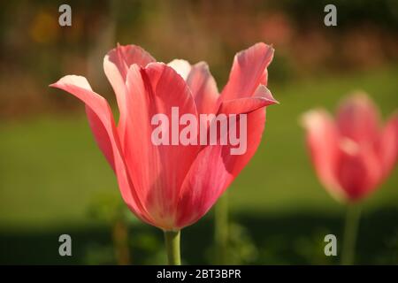 Gros plan sur la tête d'une fleur de tulipe rose en fleur sur fond vert, dans le jardin public de Stavanger, Norvège. Banque D'Images