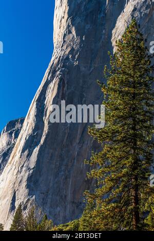 El Capitan dans la lumière de fin d'après-midi dans la vallée de Yosemite, parc national de Yosemite, Californie, États-Unis Banque D'Images