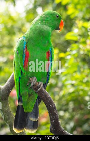 Portrait d'un oiseau Bayan sur une branche, Indonésie Banque D'Images