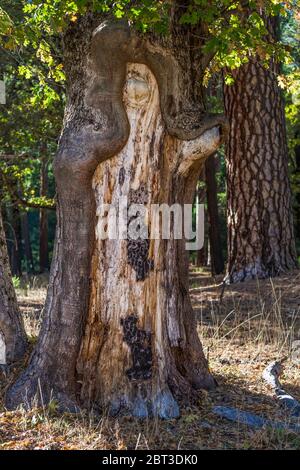 Arbre dans un ancien chêne noir de Californie, Quercus kelloggii, dans la vallée de Yosemite, parc national de Yosemite, Californie, États-Unis Banque D'Images