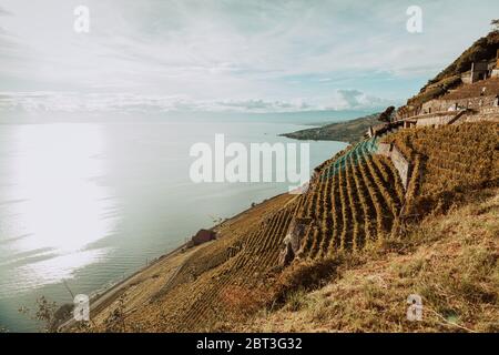 Lavaux, Suisse: Paysage du lac Léman vu des tarses des vignobles de Lavaux dans le canton de Vaud Banque D'Images