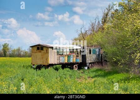 Ruches mobiles ou apiaire sur le champ de colza. Apiculture. Banque D'Images