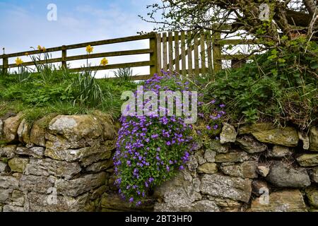 Mur en pierre, porte de ferme en bois et clôture avec jonquilles et fleurs violettes, ciel bleu Banque D'Images