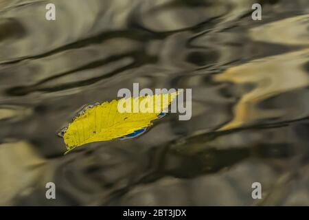 L'Elm américain flottant, Ulmus americana, feuille avec des réflexions d'El Capitan sur la rivière Merced dans la vallée de Yosemite, parc national de Yosemite, Californie, U Banque D'Images