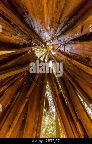 Maison en cèdre d'Encens, en couleur de calocedrus, en écorce écrasée de vignes par les Miwok dans la vallée de Yosemite, parc national de Yosemite, Califo Banque D'Images