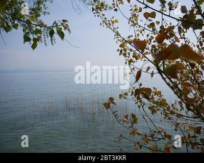 Un arbre devant un champ de roseaux sur un lac Banque D'Images