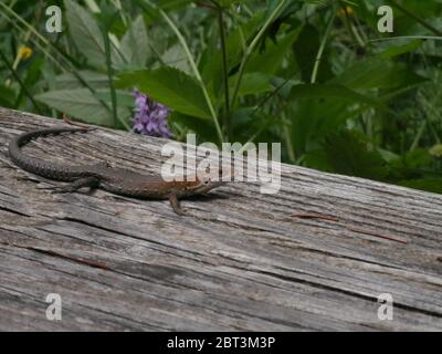 Une salamandre assise dans la nature Banque D'Images