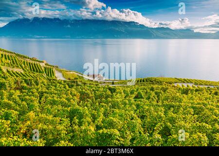 Lavaux, Suisse : Lac Léman et Alpes suisses paysage vu des courses de vignes de Lavaux dans le canton de Vaud Banque D'Images