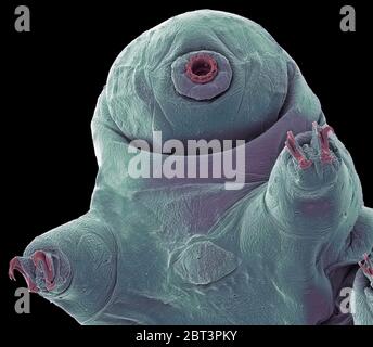 Ours d'eau. Couleur de l'analyse des électrons Microphotographie (SEM) d'un plan d'eau, ours ou tardigrade (phylum Tardigrada). Ours d'eau sont de petite taille, de l'eau, seg Banque D'Images