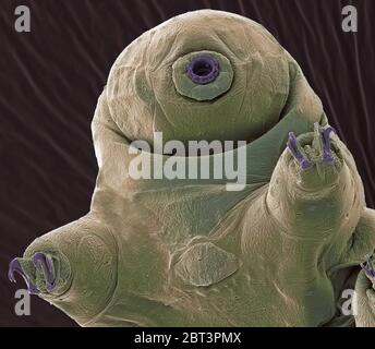Ours d'eau. Couleur de l'analyse des électrons Microphotographie (SEM) d'un plan d'eau, ours ou tardigrade (phylum Tardigrada). Ours d'eau sont de petite taille, de l'eau, seg Banque D'Images