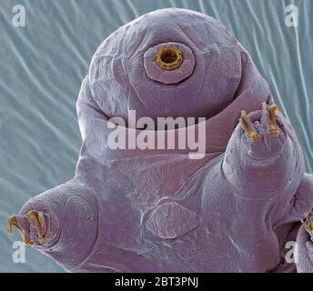 Ours d'eau. Couleur de l'analyse des électrons Microphotographie (SEM) d'un plan d'eau, ours ou tardigrade (phylum Tardigrada). Ours d'eau sont de petite taille, de l'eau, seg Banque D'Images