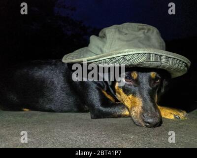 Un chien dans un chapeau d'été est triste et pense à de bons jours. Banque D'Images