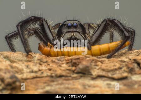 Close-up d'une araignée sauteuse avec sa proie, l'Indonésie Banque D'Images