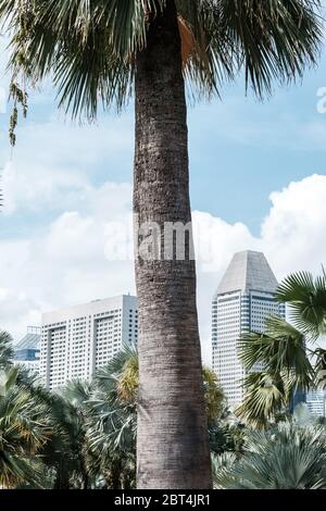 Palmiers devant les gratte-ciel, Singapour Banque D'Images