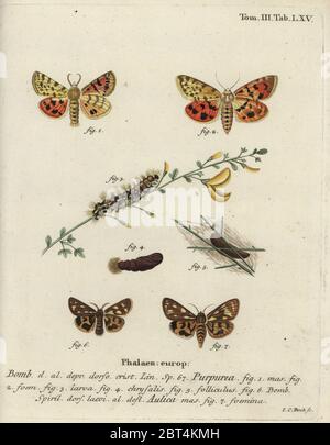 Tigre violet, Rhyparia purpurata 1-6, et papillon brun, Hyphoraia aulica 6,7. Phalaena Bombyx purpurea, aulica. Gravure de coperplate en couleur main par Johann Carl Bock d'Eugenius Johann Christoph espers Die Schmetterlinge in Abbildungen nach der Natur, Erlangen, 1786. Banque D'Images