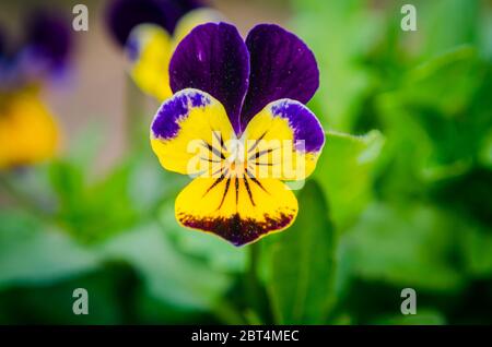 Fleur de pansy violette, gros plan de viola tricolor dans le jardin de printemps, gros plan, arrière-plan Banque D'Images