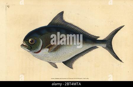 Atlantic pomfret, Brama brama (Ray's la crantée, Sparus raii). Dessiné et gravé sur cuivre coloriée par Edward Donovan de son histoire naturelle de British Fishes, Donovan et C.F. et J. Rivington, Londres, 1802-1808. Banque D'Images