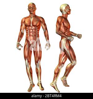 Muscle, crâne, biologie, le renforcement musculaire, le corps, l'homme, en option, de la science, de la bouche, Banque D'Images