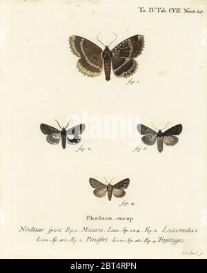 Vieille dame ou sous-aile noire, mormo maura 1, alchymiste de l'est, Aedia leucomelas 2, et Dypterygia scabriuscula 3,4. Gravure de coperplate en couleur main par Johann Carl Bock d'après Eugenius Johann Christoph espers Die Schmetterlinge in Abbildungen nach der Natur, Erlangen, 1786. Banque D'Images