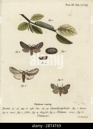 Figure de huit papillons, Diloba caeruleocephala, hirondelle proéminente, Pheosia tremula et Drymonia velitaris. Bombyx caeruleocephela, dictaea, velitaris. Gravure de coperplate en couleur main par Johann Carl Bock d'Eugenius Johann Christoph espers Die Schmetterlinge in Abbildungen nach der Natur, Erlangen, 1786. Banque D'Images