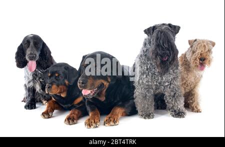 Les chiens, rottweiler, amitié, animal, animal, brun, brun, brune, noir, Banque D'Images