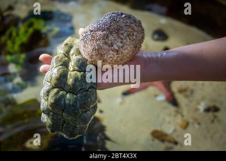 Deux gros concombres de mer, échinodermes, attente par womans main sur réservoir avec de l'eau de mer Banque D'Images