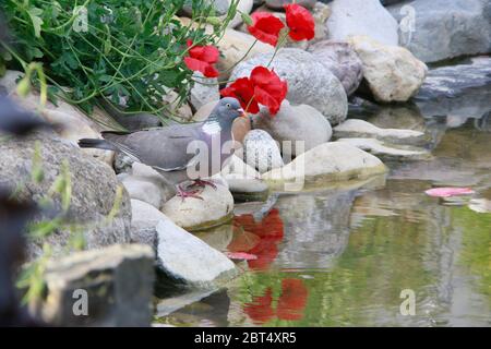 Ringeltaube (Columba palumbus) Courte Descriptionoccupation am Banque D'Images