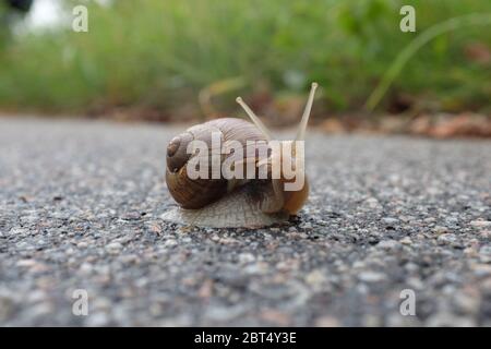 Helix pomatia (escargot français) en regardant vers le haut Banque D'Images