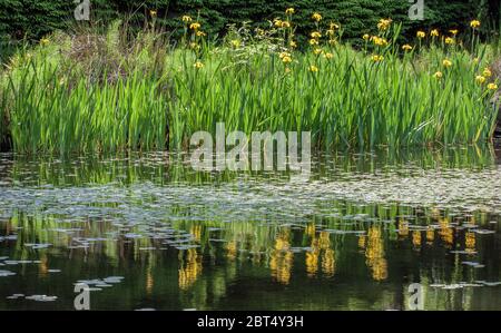 Réflexions de fleurs d'iris jaune et d'herbe rétroéclairées dans l'eau de l'étang du jardin botanique Van Dusen, Vancouver (Colombie-Britannique), Canada. Banque D'Images