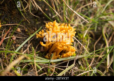 Champignon de la Mushroom de corail jaune (Ramaria aurea) dans l'habitat de la tourbière écossaise Banque D'Images