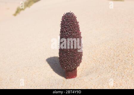 Champignon maltais (Cynomorium coccineum) poussant dans le sable Banque D'Images