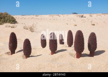 Groupe de champignons maltais (Cynomorium coccineum) au Sahara occidental près de Dakhla Banque D'Images