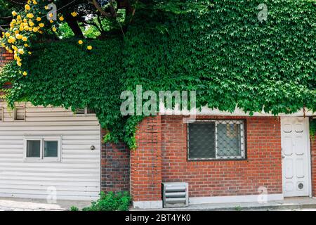 Maison couverte de lierre verte dans la rue Seongbuk-dong à Séoul, Corée Banque D'Images