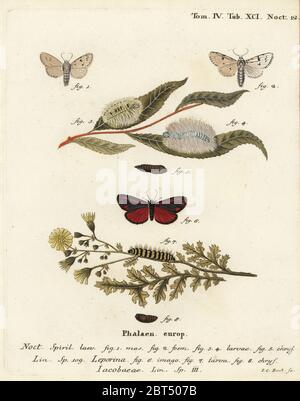 La moth Miller, Acronicta leporina 1-5, et la moth cinnabar, Tyria jacobaeae 6-8. Gravure de coperplate en couleur main par Johann Carl Bock d'après Eugenius Johann Christoph espers Die Schmetterlinge in Abbildungen nach der Natur, Erlangen, 1786. Banque D'Images