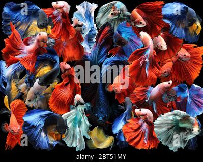 Collage de poissons betta multicolores, Indonésie Banque D'Images