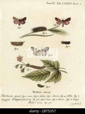 Papillon des tigres de rubis, Phragmatobia fuliginosa 1-5, et papillon des fleurs de pêche, Thyatire batis 6-8. Gravure de coperplate en couleur main par Johann Carl Bock d'après Eugenius Johann Christoph espers Die Schmetterlinge in Abbildungen nach der Natur, Erlangen, 1786. Banque D'Images