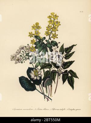 Grande fleur epimedium Epimedium macranthum, altaiac, feuilles de lion Leontice altaica, deux-leaved jeffersonia, Jeffersonia diphylla, et, diphylleia cymeuses Diphylleia cymosa. Handfinished chromolithographie par Henry Noel Humphreys après une illustration par Jane Loudon de Loudon Madame Jane's Ladies jardin fleuri de plantes ornementales vivaces, William S. Orr, Londres, 1849. Banque D'Images