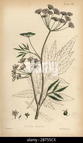 Cowbane ou l'eau de la pruche, Cicuta virosa. Lithographie coloriée par Henry baleine à partir de la flore de l'île Hamilton, Homeopathica Bailliere, Londres, 1852. Banque D'Images