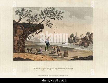 Les producteurs de thé chinois utilisant des singes pour recueillir des feuilles de thé, Camellia sinensis. Gravure sur plaque de coperplate de couleur main de Rudolph Ackermanns Repository of Arts, Londres, 1821. Banque D'Images