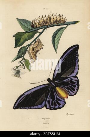 Le nord de la CITES, Ornithoptera priamus urvillianus 1, et chrysalide et larve de la politique commune de la CITES, Troides Helena. Ornythoptere de Durville, chrysalide et larve de l'Ornithoptere helicaon. Papillons, papillons. Gravure coloriée par Felix-Edouard Guerin-Meneville Août Dumenil de pittoresque le Dictionnaire d'Histoire Naturelle (Dictionnaire pittoresque d'Histoire Naturelle), Paris, 1834-39. Banque D'Images